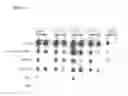 Fig. 18 - IMMUNOGENIC AND THERAPEUTIC COMPOSITIONS FOR STREPTOCOCCUS PYOGENES