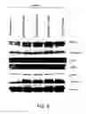 Fig. 09 - KINASE PROTEIN BINDING INHIBITORS