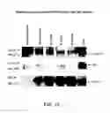 Fig. 12 - KINASE PROTEIN BINDING INHIBITORS
