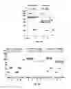 Fig. 03 - EGFR and PAR2 Regulation of Intestinal Permeability