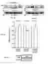 Fig. 06 - EGFR and PAR2 Regulation of Intestinal Permeability