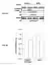 Fig. 07 - EGFR and PAR2 Regulation of Intestinal Permeability