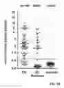 Fig. 08 - EGFR and PAR2 Regulation of Intestinal Permeability