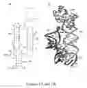 Fig. 02 - GEMM RIBOSWITCHES, STRUCTURE-BASED COMPOUND DESIGN WITH GEMM RIBOSWITCHES, AND METHODS AND COMPOSITIONS FOR USE OF AND WITH GEMM RIBOSWITCHES