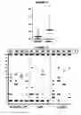 Fig. 11 - Compositions for immunising against 