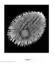 Fig. 02 - Production of recombinant proteins in ciliates and uses thereof