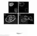 Fig. 06 - Production of recombinant proteins in ciliates and uses thereof