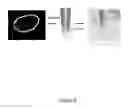 Fig. 07 - Production of recombinant proteins in ciliates and uses thereof
