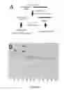 Fig. 08 - Production of recombinant proteins in ciliates and uses thereof