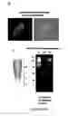 Fig. 10 - Production of recombinant proteins in ciliates and uses thereof