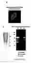 Fig. 14 - Production of recombinant proteins in ciliates and uses thereof