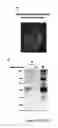 Fig. 20 - Production of recombinant proteins in ciliates and uses thereof