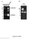Fig. 23 - Production of recombinant proteins in ciliates and uses thereof