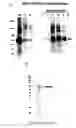 Fig. 24 - Production of recombinant proteins in ciliates and uses thereof