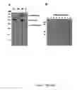 Fig. 25 - Production of recombinant proteins in ciliates and uses thereof