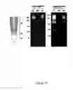 Fig. 26 - Production of recombinant proteins in ciliates and uses thereof
