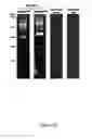 Fig. 27 - Production of recombinant proteins in ciliates and uses thereof