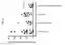 Fig. 09 - Combination immunotherapy compositions against cancer and methods