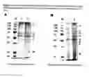 Fig. 06 - COMPOSITION