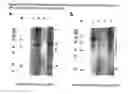 Fig. 07 - COMPOSITION