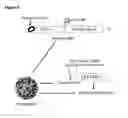 Fig. 07 - METHOD OF RAPIDLY PRODUCING IMPROVED VACCINES FOR ANIMALS