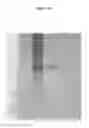 Fig. 19 - METHOD OF RAPIDLY PRODUCING IMPROVED VACCINES FOR ANIMALS