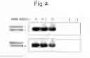 Fig. 04 - Particulate composition and pharmaceutical composition containing the same
