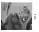 Fig. 03 - Apparatus for forming an implant