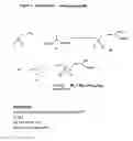 Fig. 02 - AMPHOTERIC LIPOSOMAL COMPOSITIONS FOR CELLULAR DELIVERY OF SMALL RNA MOLECULES FOR USE IN RNA INTERFERENCE