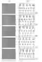 Fig. 01 - PRE-NATAL MESENCHYMAL STEM CELLS