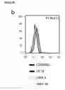 Fig. 05 - PRE-NATAL MESENCHYMAL STEM CELLS