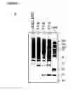 Fig. 09 - PRE-NATAL MESENCHYMAL STEM CELLS