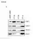 Fig. 10 - PRE-NATAL MESENCHYMAL STEM CELLS