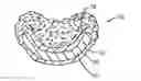 Fig. 01 - Encrusted Cheese Scoop and Method