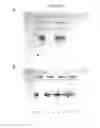 Fig. 14 - Method for reducing methoxypyrazines in grapes and grape products