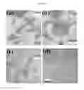 Fig. 08 - High yield preparation of macroscopic graphene oxide membranes