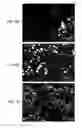 Fig. 10 - SYSTEMS AND METHODS OF TEMPLATING USING PARTICLES SUCH AS COLLOIDAL PARTICLES