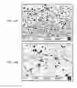 Fig. 15 - SYSTEMS AND METHODS OF TEMPLATING USING PARTICLES SUCH AS COLLOIDAL PARTICLES