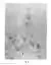 Fig. 07 - Double-walled carbon nanotubes and methods for production and application