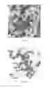 Fig. 24 - Hydroxyapatite poly(etheretherketone) nanocomposites and method of manufacturing same
