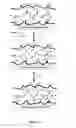Fig. 02 - N-HALAMINE BASED BIOCIDAL COATINGS COMPOSED OF ELECTROSTATICALLY SELF-ASSEMBLED LAYERS