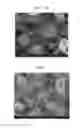 Fig. 06 - COMPOSITES OF SELF-ASSEMBLED ELECTRODE ACTIVE MATERIAL-CARBON NANOTUBE, FABRICATION METHOD THEREOF AND SECONDARY BATTERY COMPRISING THE SAME