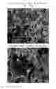 Fig. 01 - Positive active material for lithium secondary battery and method of manufacturing same