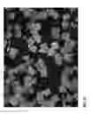 Fig. 05 - Taggent flakes for covert security applications having a selected shape