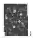 Fig. 07 - Taggent flakes for covert security applications having a selected shape