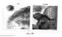 Fig. 08 - Methods of using an apparatus for prolonging survival of platelets using CMP-sialic acid, UDP-galactose or both