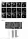Fig. 11 - Single molecule sensitive probes for detecting RNA