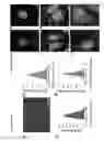Fig. 13 - Single molecule sensitive probes for detecting RNA