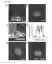 Fig. 14 - Single molecule sensitive probes for detecting RNA