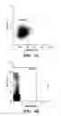 Fig. 05 - Method for enumeration of mammalian micronucleated erythrocyte populations, while distinguishing platelets and/or platelet-associated aggregates
